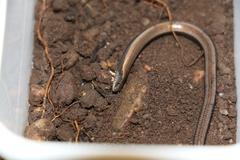 Scelotes mossambicus