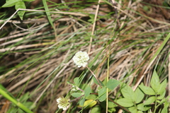 Trifolium amabile