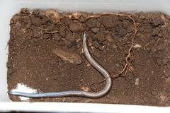 Scelotes mossambicus