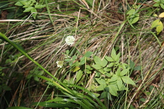 Trifolium amabile