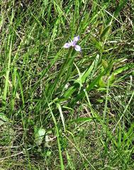 Moraea elliotii image