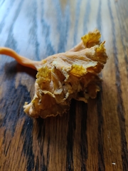 Craterellus lutescens