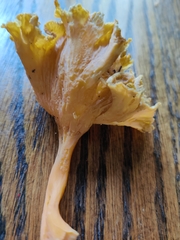 Craterellus lutescens