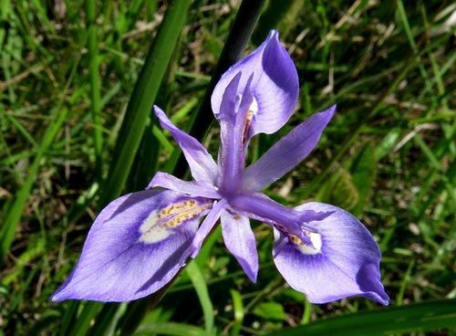 Moraea elliotii image