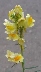 Linaria vulgaris