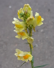 Linaria vulgaris