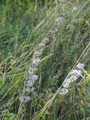 Rhinanthus serotinus aestivalis