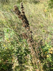 Phlomoides tuberosa