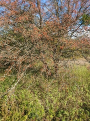 Crataegus microphylla