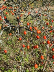 Crataegus microphylla