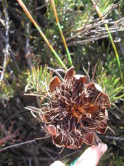 Protea witzenbergiana