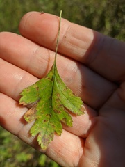 Crataegus microphylla
