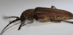 Africophanes amicus
