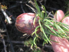 Protea witzenbergiana