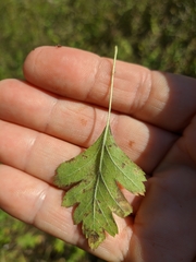 Crataegus microphylla