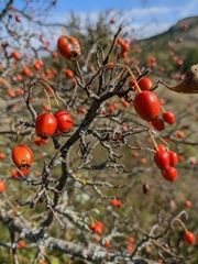 Crataegus microphylla