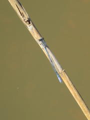 Pseudagrion draconis