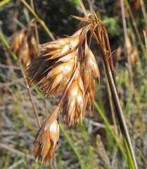 Thamnochortus pulcher