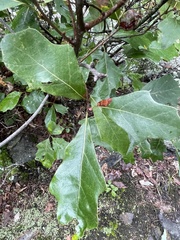 Callirhytis perditor