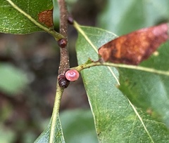 Callirhytis perditor