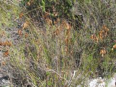 Thamnochortus pulcher