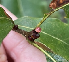 Callirhytis perditor