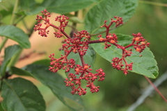 Cissus erosa erosa