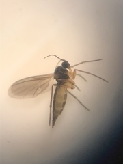 Aphidoletes aphidimyza