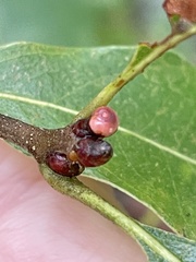 Callirhytis perditor