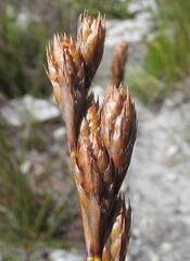 Thamnochortus pulcher
