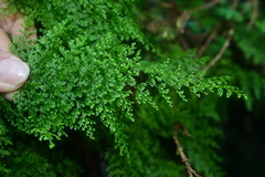 Hymenophyllum polyanthon