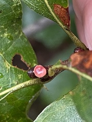 Callirhytis perditor