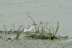 Ardeola ralloides