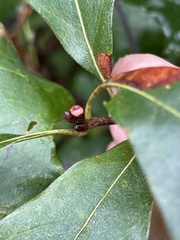 Callirhytis perditor