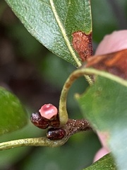 Callirhytis perditor