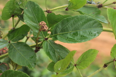 Cissus erosa erosa