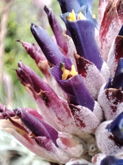 Puya venusta