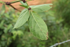 Cissus erosa erosa