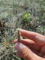 Plantago urvillei