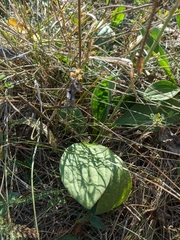 Plantago urvillei