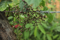 Cissus erosa erosa