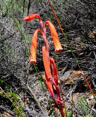 Watsonia aletroides