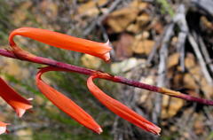 Watsonia aletroides
