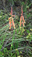 Watsonia aletroides