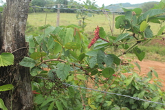 Cissus erosa erosa