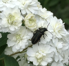 Astylus quadrilineatus