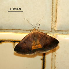 Plecopterodes moderata