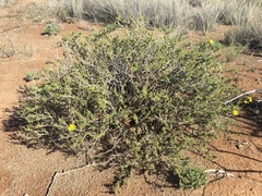 Osteospermum leptolobum