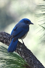 Transvolcanic Jay photo 4