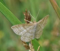 Idaea macilentaria